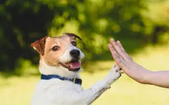 Preventive vaccination against rabies: is it possible? Or maybe even necessary?